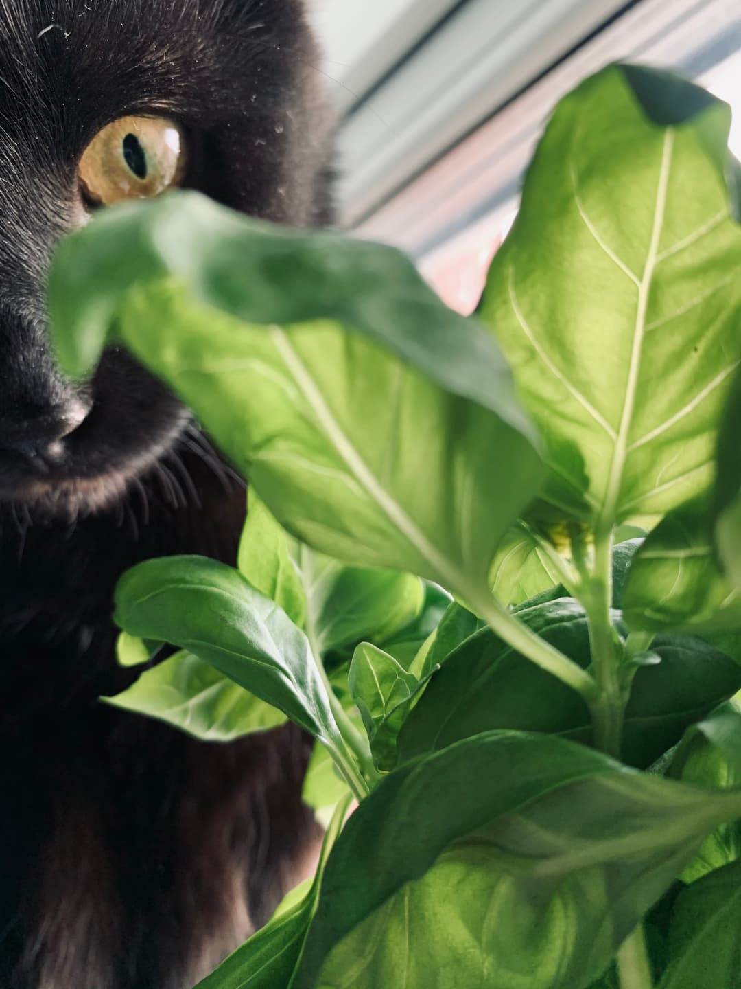 Justina's cat Buho